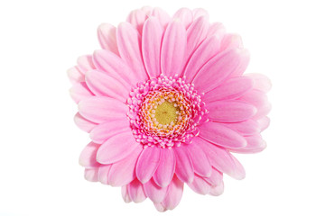 Up front view on pink gerbera flower.