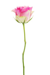 Pink rose isolated on white.