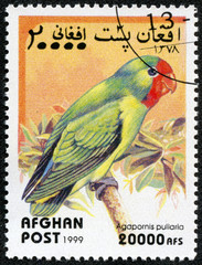 stamp printed in Afghan shows peony parrot (agapornis pullaria)