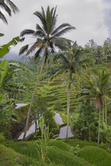 Fototapeta na wymiar Pola ryżowe na Bali