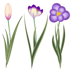 Crocus, Spring Flowers, Isolated On White Background