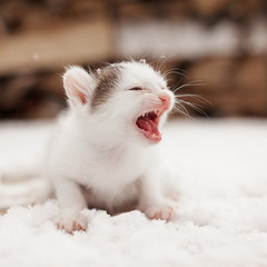 Fototapeta premium Small mewing lonely kitten on snow