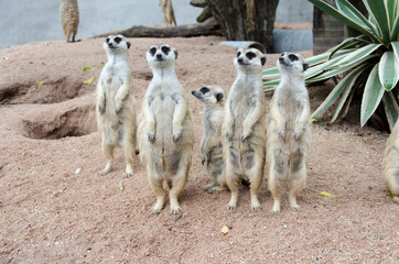 Meerkat