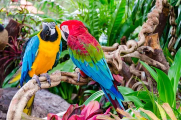 Fotobehang parrot © khunkornStudio