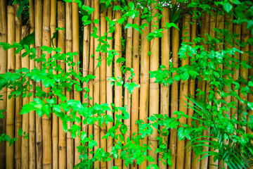 Obraz premium Yellow bambooand green leaf fence, background