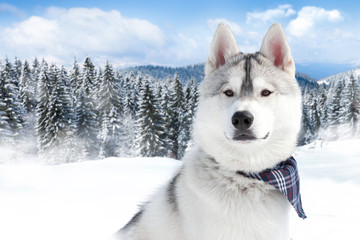 portrait of Siberian husky © luckybusiness