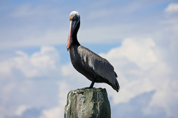 Pelican