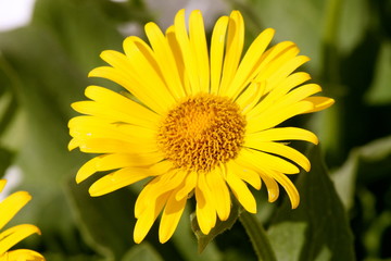 Arnica