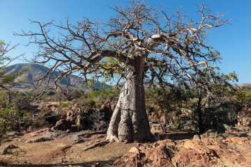 Baobab sur les chutes d& 39 Epupa