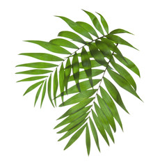 Two leaves of a palm tree