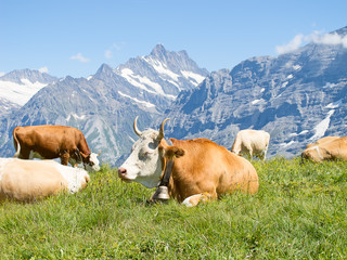 Fototapeta premium Swiss cow
