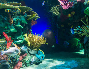 Scenes of the coral reef