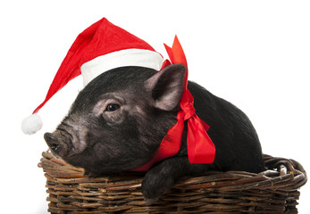 a cute little black pig with a red santa cap