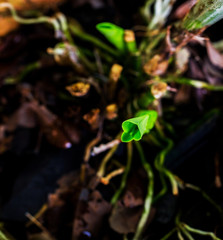 Young orchid shoot in a flower pot