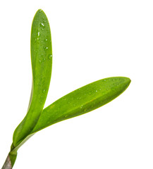 Young orchid shoot over white background