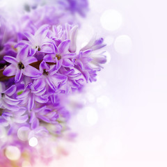 Fototapeta na wymiar Beautiful Hyacinths