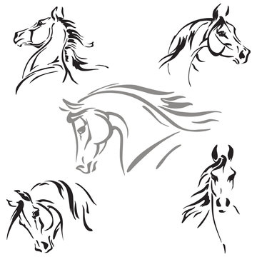 horses heads
