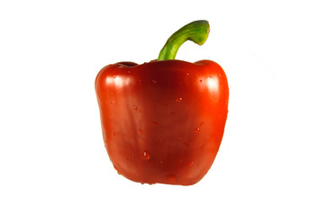 Isolated wet red pepper
