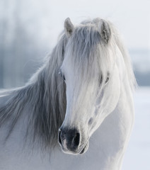 Naklejka premium White Welsh pony