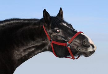 Portrait of black mare