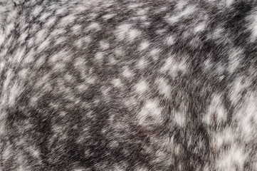 Coat of horse of dapple-grey color