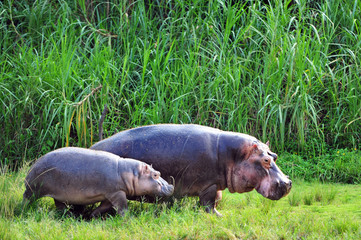 Hippo