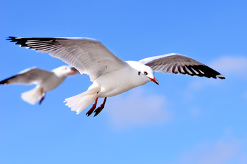 Naklejka premium seagulls