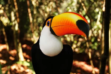 Foto auf Alu-Dibond Toucan in Brazil Rain forest © martinbisof