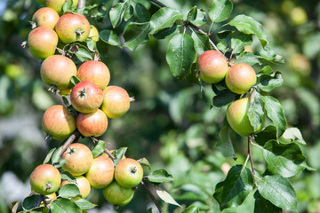 Background of green and red apples on apple tree branch