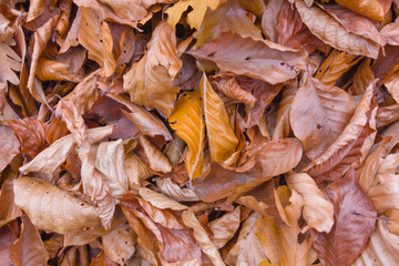 autumn leaves background