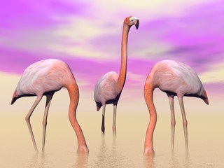 Flamingos in water - 3D render