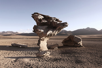 Stone tree in bolivia - 58707432