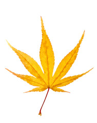 Autumn yellow leaf xxxl size.
