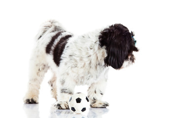 shih tzu with ball isolated on white background