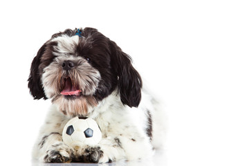 shih tzu with ball isolated on white background