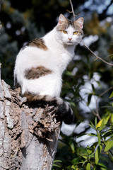 Gatta sopra albero che guarda