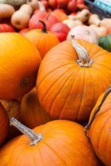 Verschiedene Kürbisse auf einem Markt