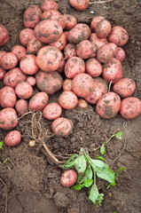 potato crop in the vegetable garden