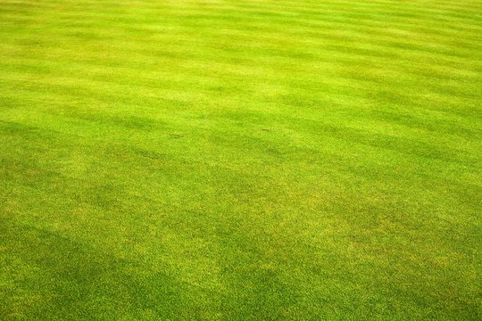 Green grass field of golf course