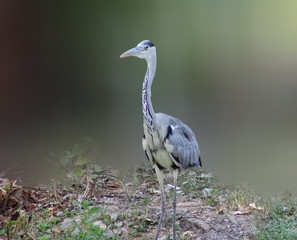 heron