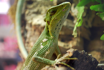 Green lizard sitting on a log in the cage