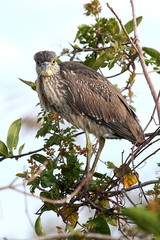 Black-crowned Night-Heron (Nycticorax nycticorax)