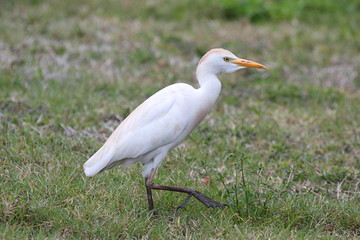 Obraz premium Cattle Egret (Bubulcus ibis)