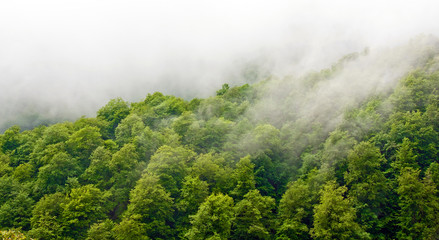 Gorgeous green forest in the fog after rain