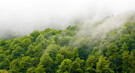 Gordijnen Gorgeous green forest in the fog after rain © gurgenb