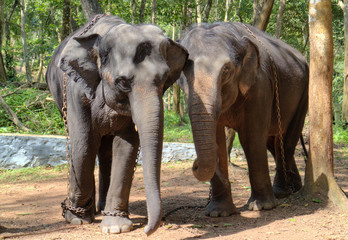 Indian Elephant also called Asian Elephant - Elephas Maximus