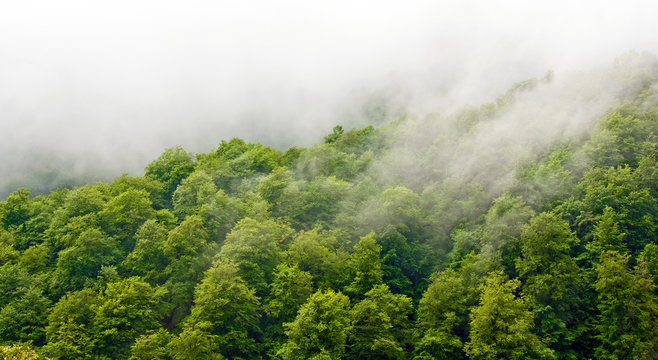 Fototapeta Wspaniały zielony las we mgle po deszczu