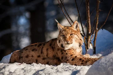 Deurstickers lynx © jurra8