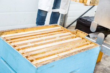 Closeup Of Honeycomb Frames In Apiary