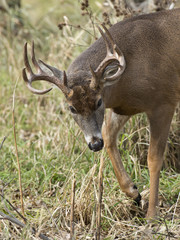 Large Deer with head down